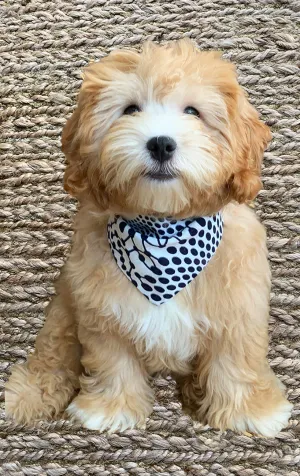 Doggy Bandana - Reversible